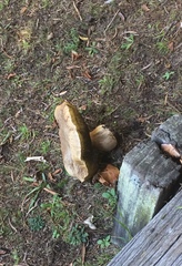 Boletus edulis