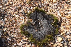 Ficinia overbergensis