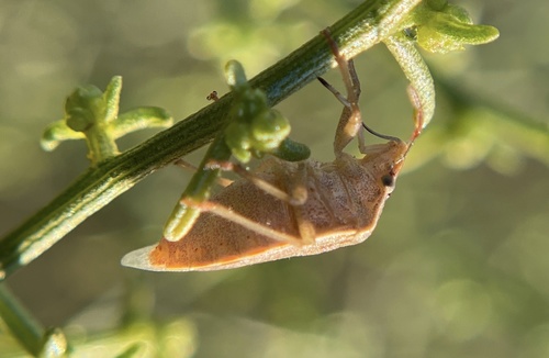 iNaturalist observation photo of Thyanta