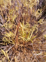 Tecoma stans angustata
