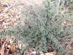 Ceanothus papillosus