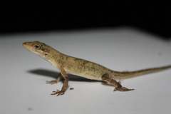 Anolis auratus