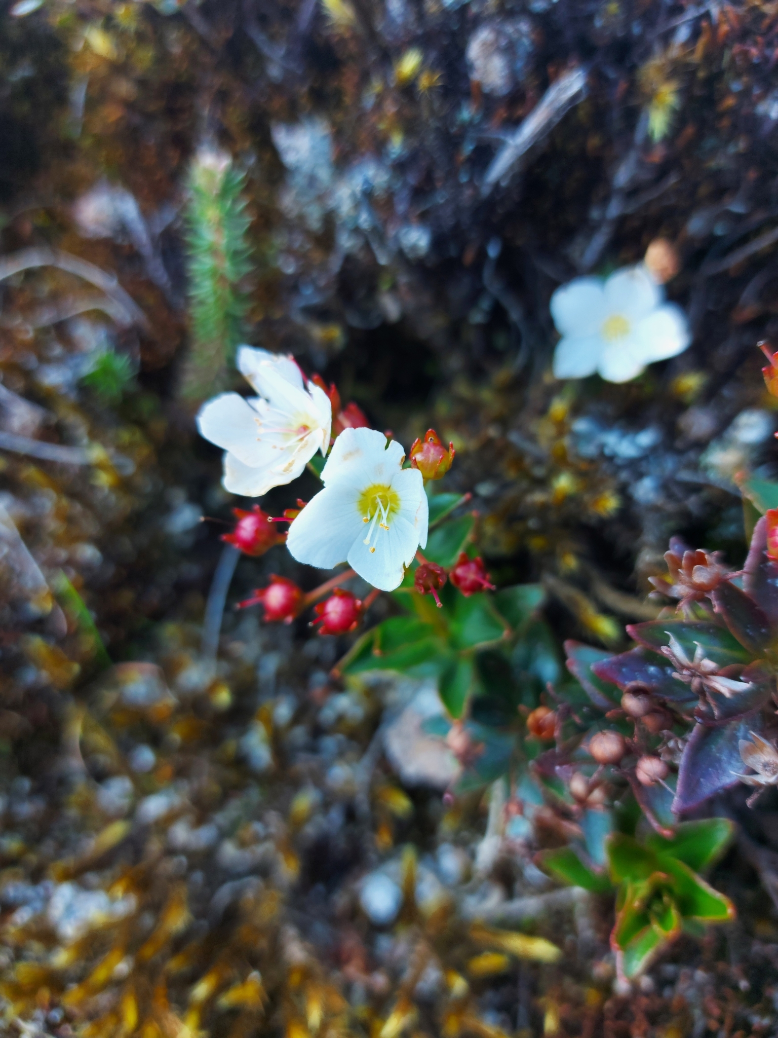 Lysimachia image