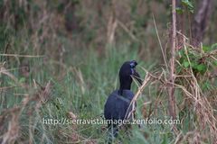 Bucorvus abyssinicus