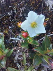 Lysimachia andina image