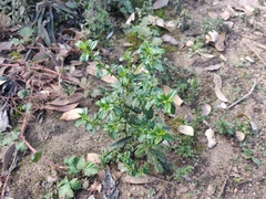Ceanothus thyrsiflorus thyrsiflorus