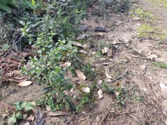 Ceanothus thyrsiflorus thyrsiflorus