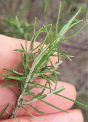 Cassinia aculeata aculeata