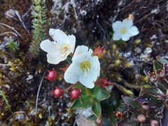 Lysimachia andina image