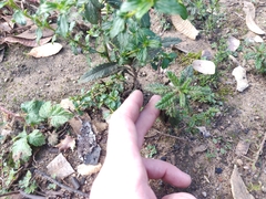 Ceanothus papillosus