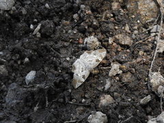 Antigonus emorsa