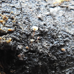 Martininia panamaensis