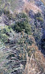 Pterophylla racemosa