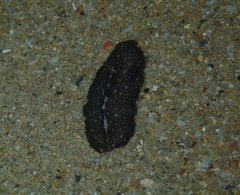 Phrikoceros