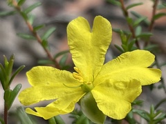 Hibbertia puberula