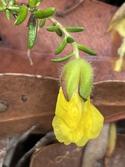 Hibbertia puberula