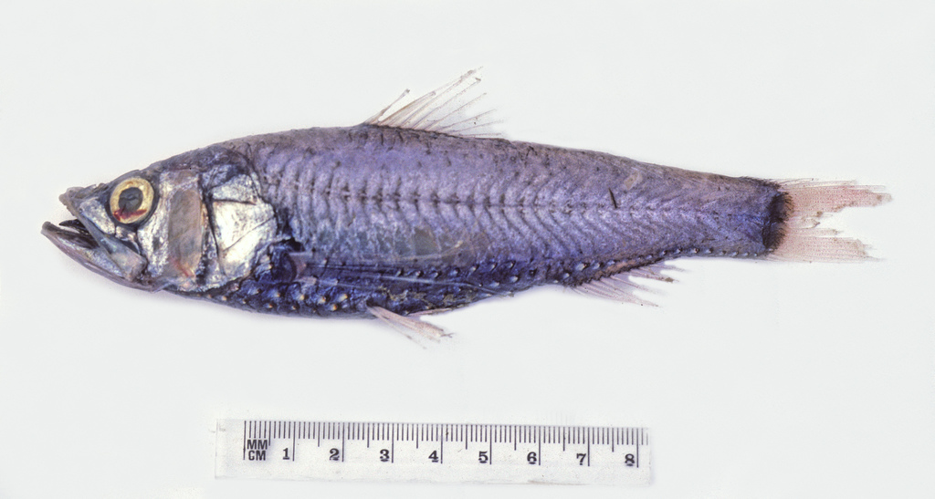 Large-Scaled Lantern Fish