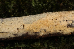 Hyphodontia arguta