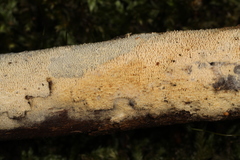 Hyphodontia arguta
