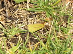 Colias dimera