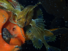 Cristiceps australis