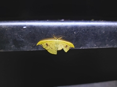 Tridrepana lunulata