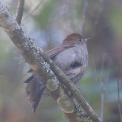 Catharus occidentalis