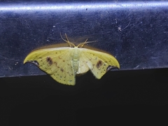 Tridrepana lunulata
