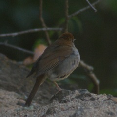 Catharus occidentalis
