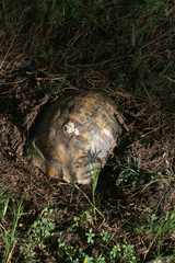 Testudo graeca