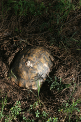 Testudo graeca