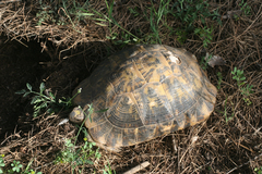 Testudo graeca