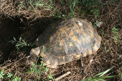 Testudo graeca