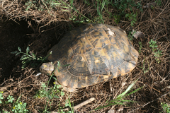 Testudo graeca