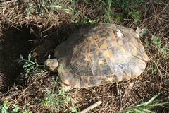 Testudo graeca