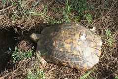 Testudo graeca