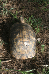 Testudo graeca