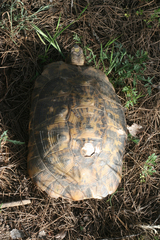 Testudo graeca