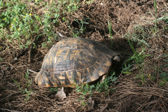 Testudo graeca