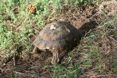 Testudo graeca