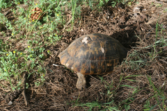 Testudo graeca