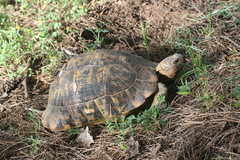 Testudo graeca