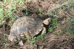 Testudo graeca