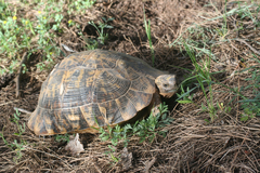 Testudo graeca