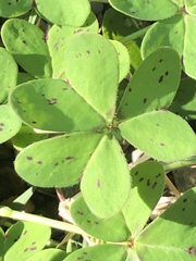 Oxalis pes-caprae