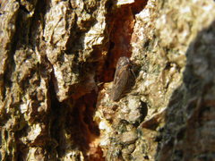 Idiocerus stigmaticalis