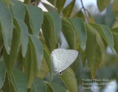 Eirmocides margarita