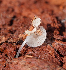 Mycena carmeliana