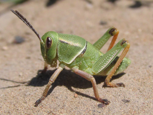 Plains Lubber Grasshopper