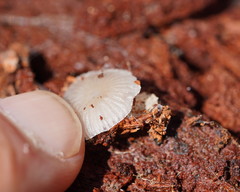 Mycena carmeliana